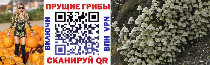 Псилоцибиновые грибы прущие грибы  Архангельск 